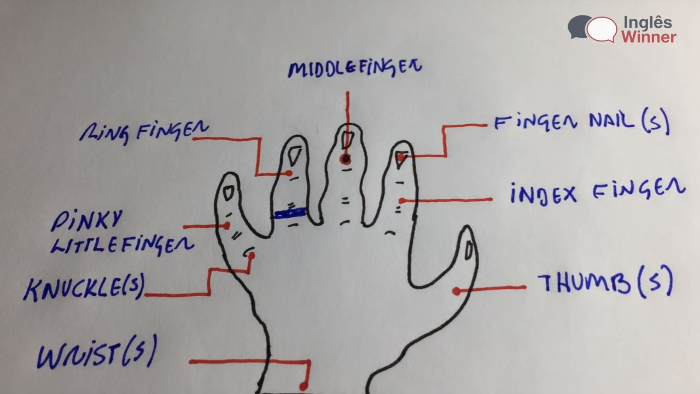 Dedos em inglês - ingles winner